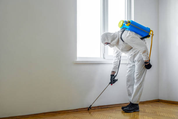 Best Flea Control Services  in New London, MN