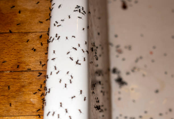 Best Flea Control Services  in New London, MN