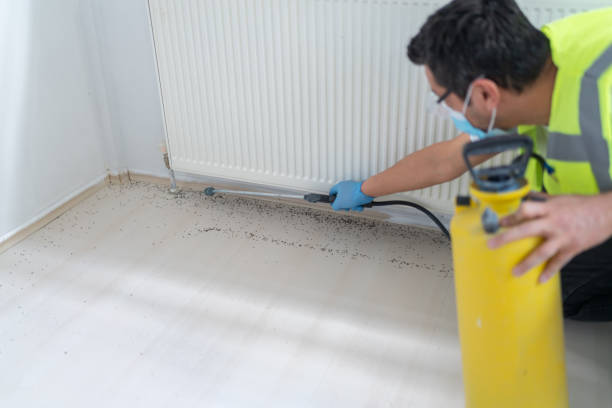 Best Affordable Pest Control Services  in New London, MN