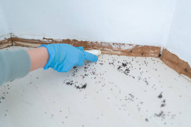 Best Pest Prevention Services  in New London, MN